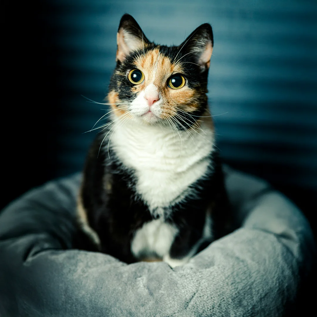 Wide-eyed calico cat sitting upright in a gray pet bed against a dark background.