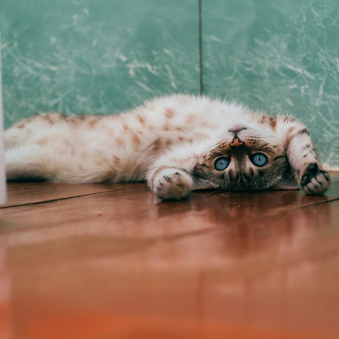 Spotted cat with blue eyes lying upside down on wood floor looking directly at camera.