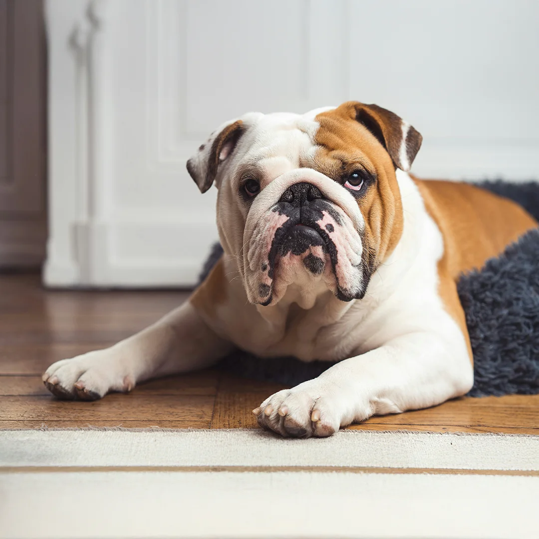 English bulldog lying on a hardwood floor with front legs extended and head slightly tilted.
