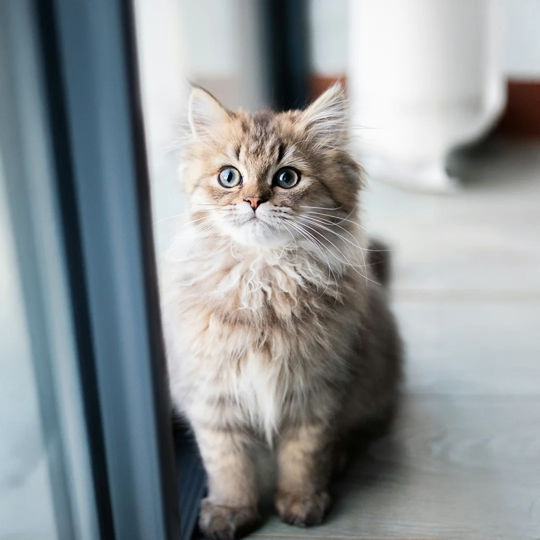 Long-haired kitten with blue eyes sitting by a window on a light wood floor.