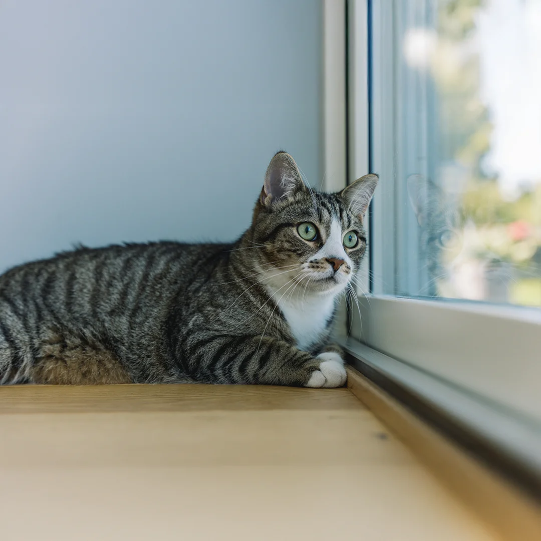 Green-eyed tabby cat lying on wood floor and looking out a window.