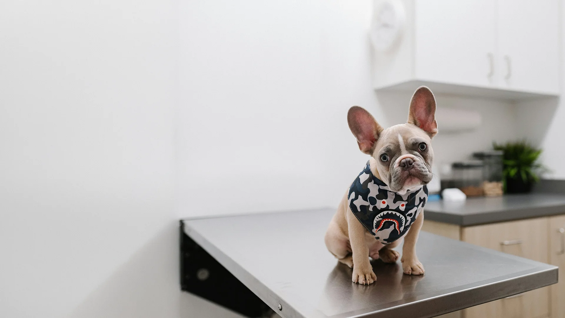 rabbit on the ground