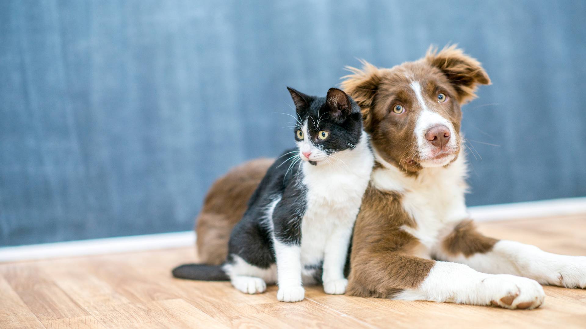 rabbit on the ground