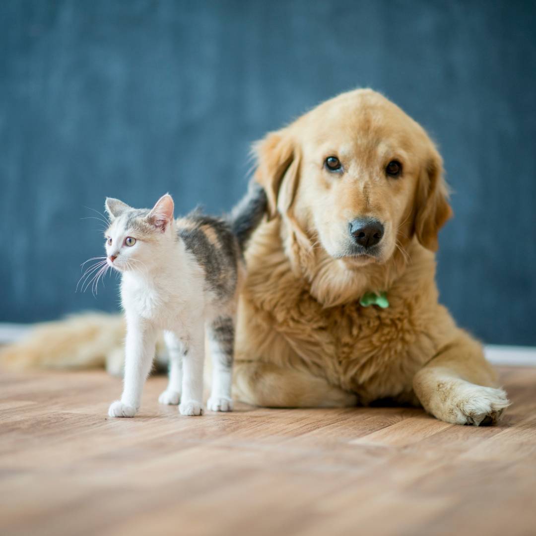 Cat lounging in black hanging bed
