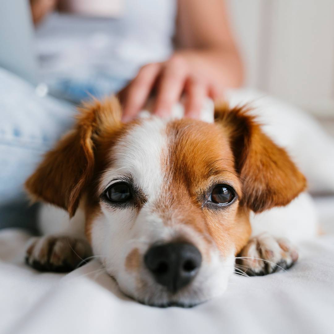 Dog lying on bed indoors