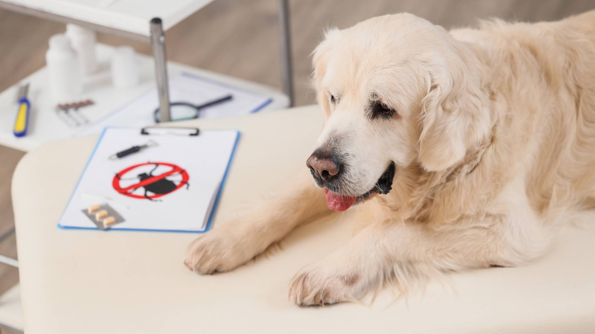 rabbit on the ground