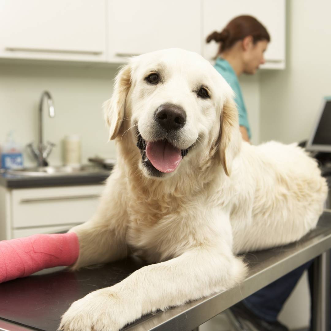 Golden retriever with cast resting