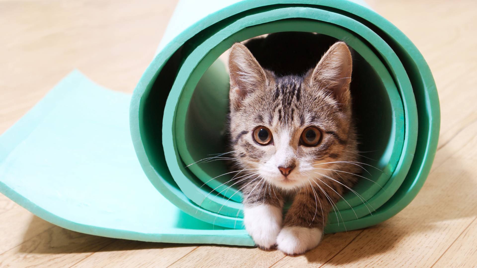 rabbit on the ground