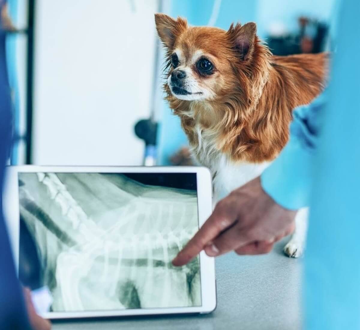 Examining a dogs medical scans
