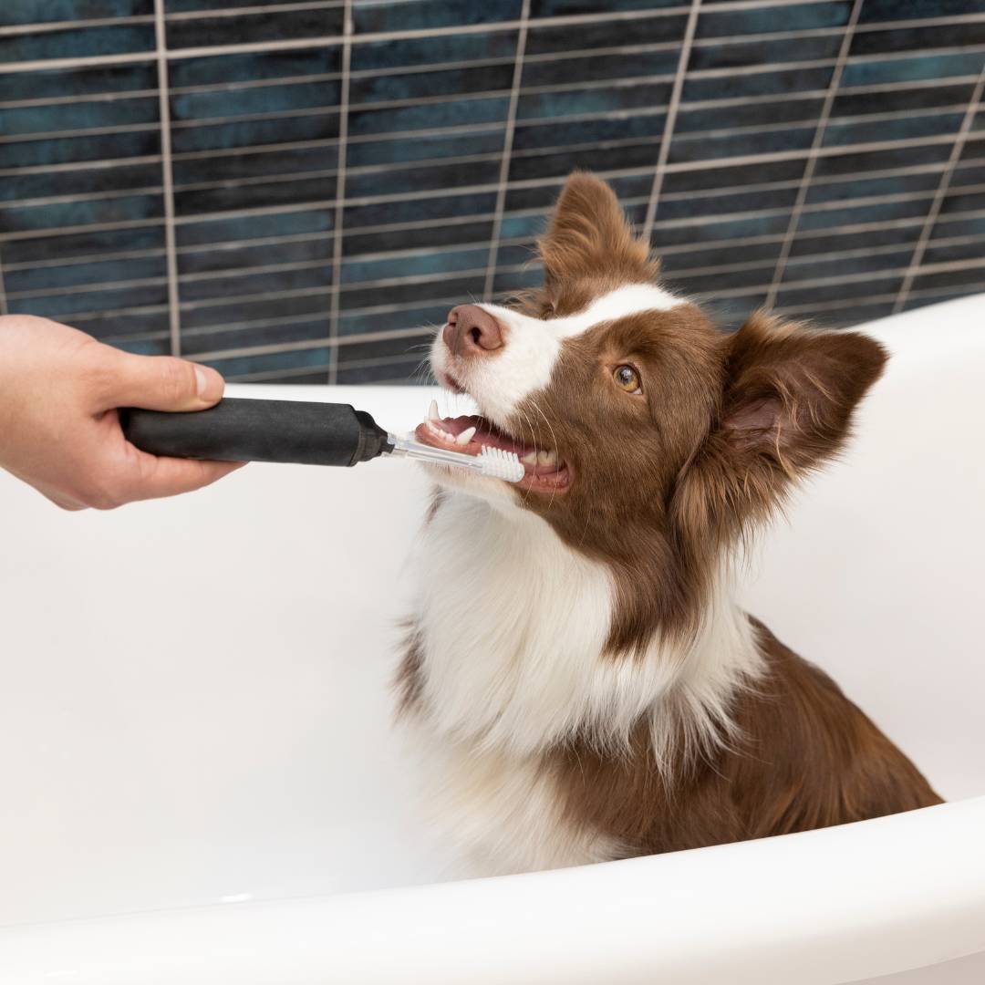 a pet is sitting and brushing