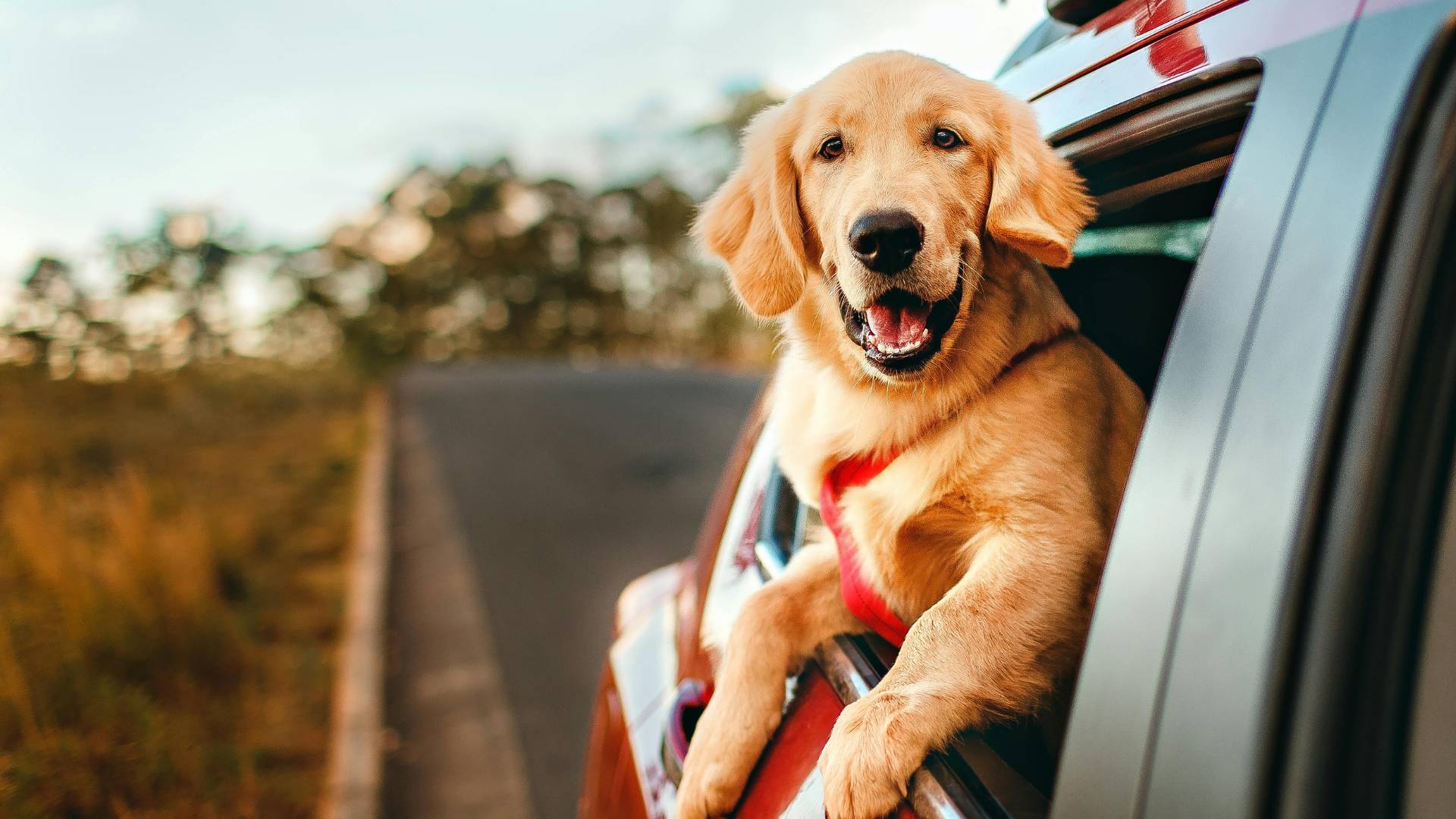 rabbit on the ground
