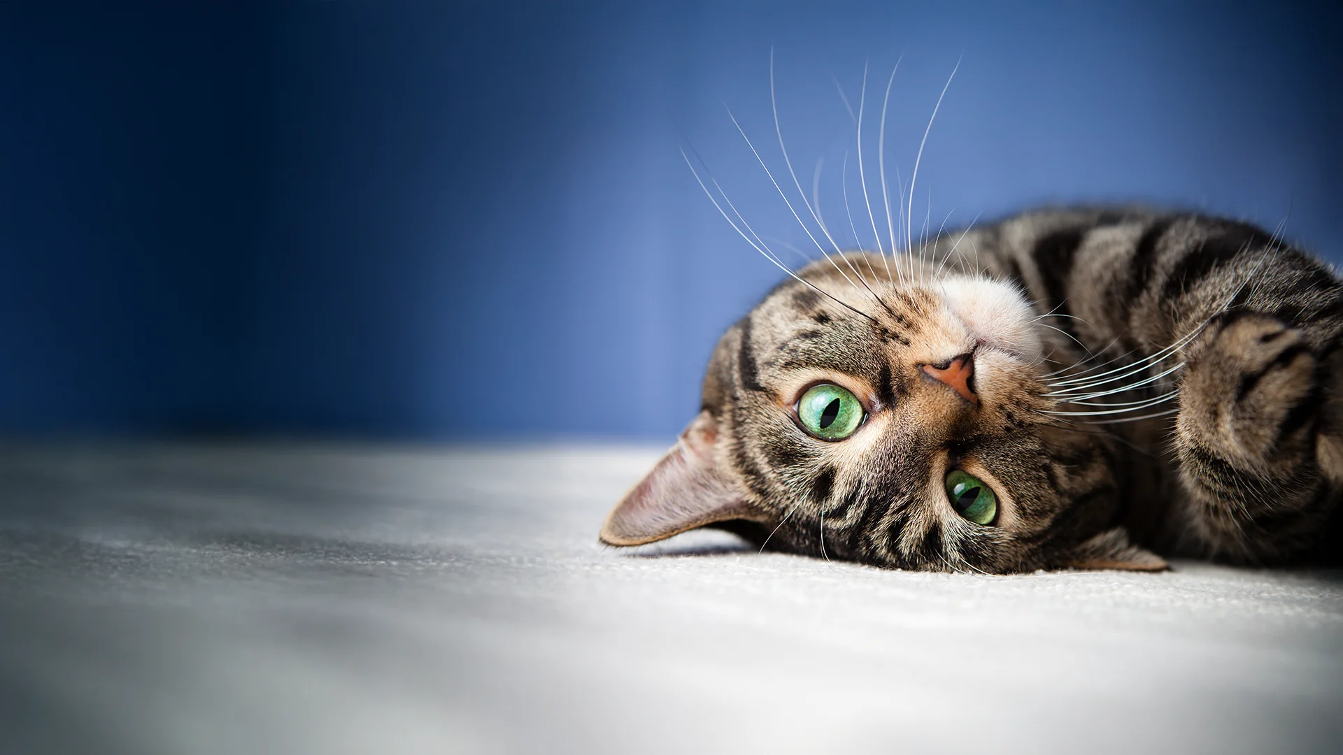 rabbit on the ground