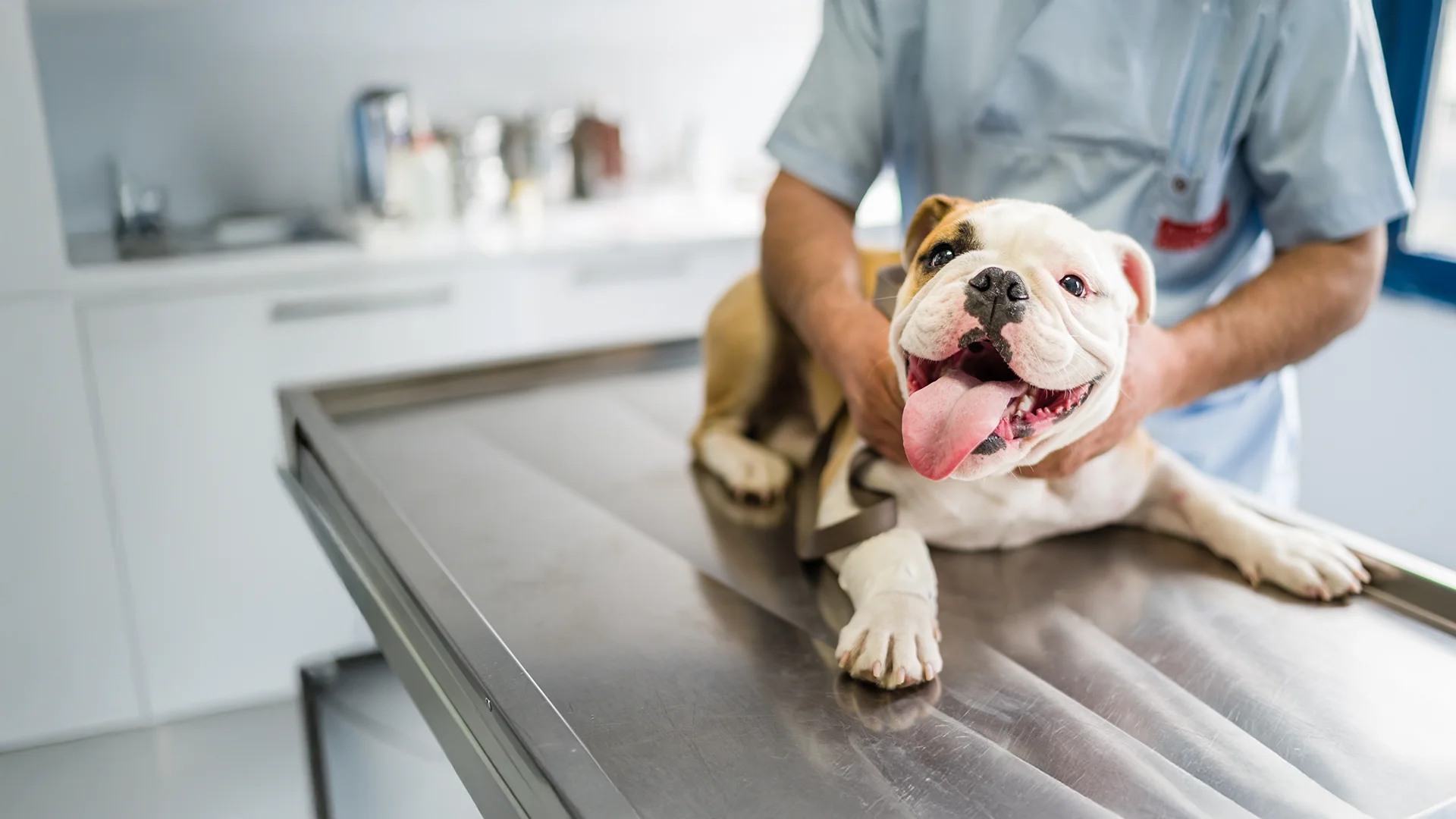 rabbit on the ground