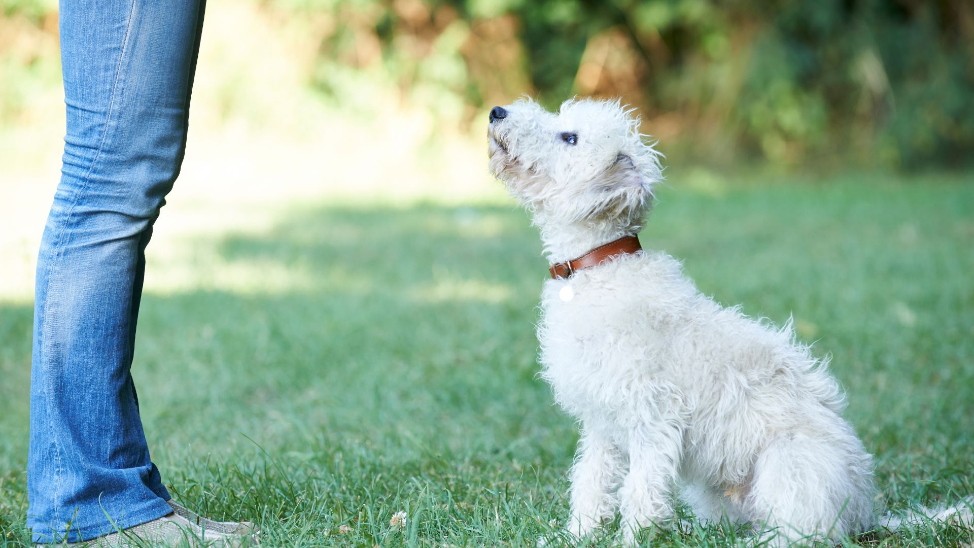 rabbit on the ground