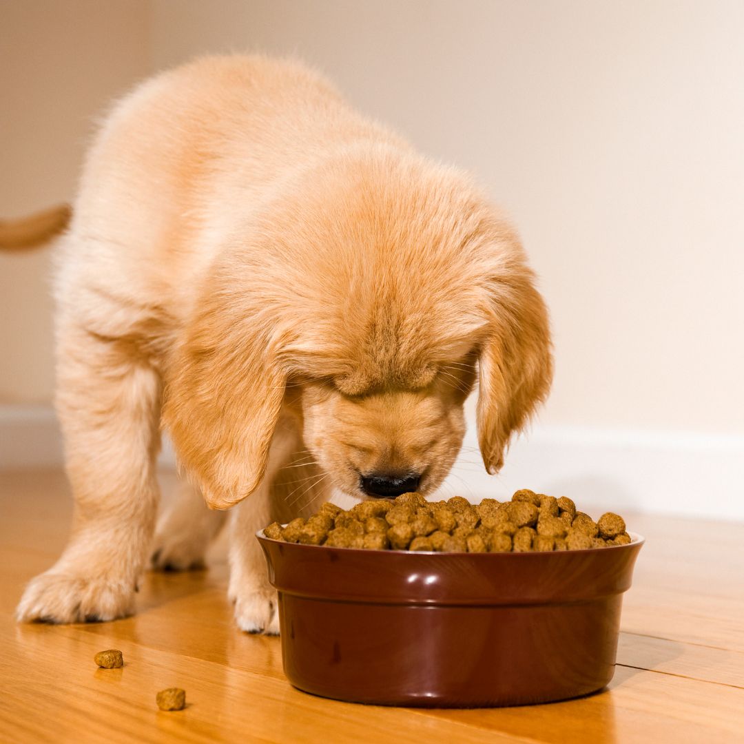 A golden retriever puppy sniffing out food from a bowl