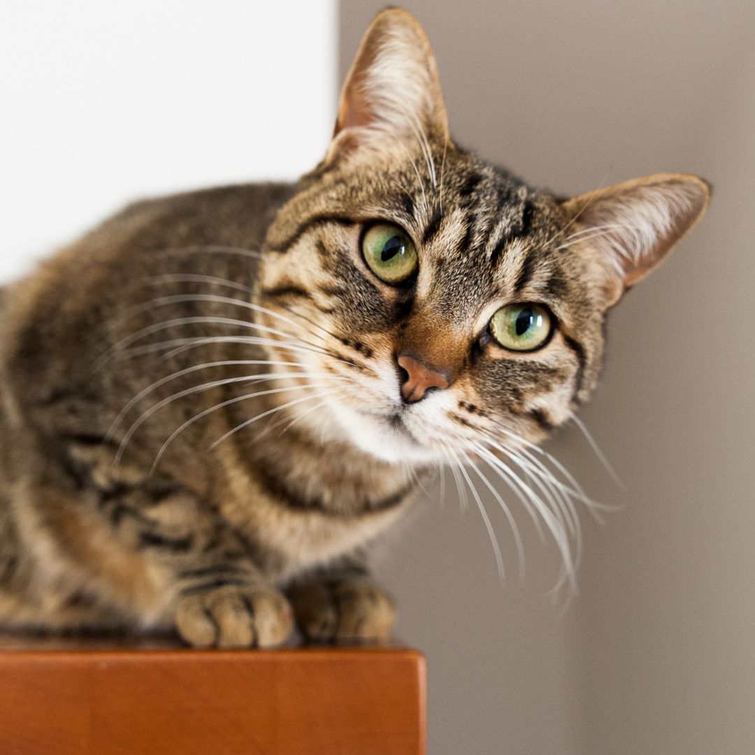 A tabby cat sitting on top of a wooden box
