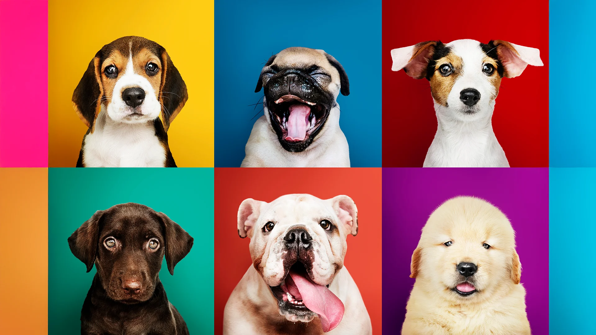 rabbit on the ground