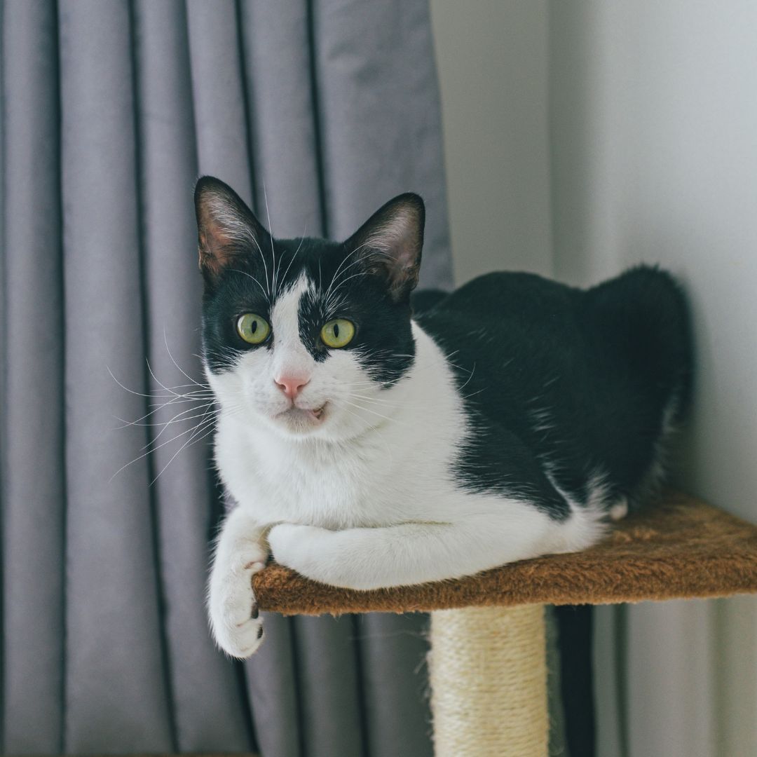 a black and white cat sitting on top of a scratching post