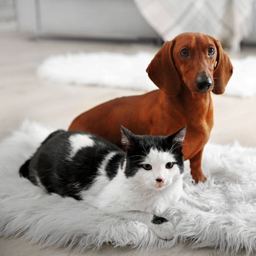 a dachshund and a cat sitting on a furry rug