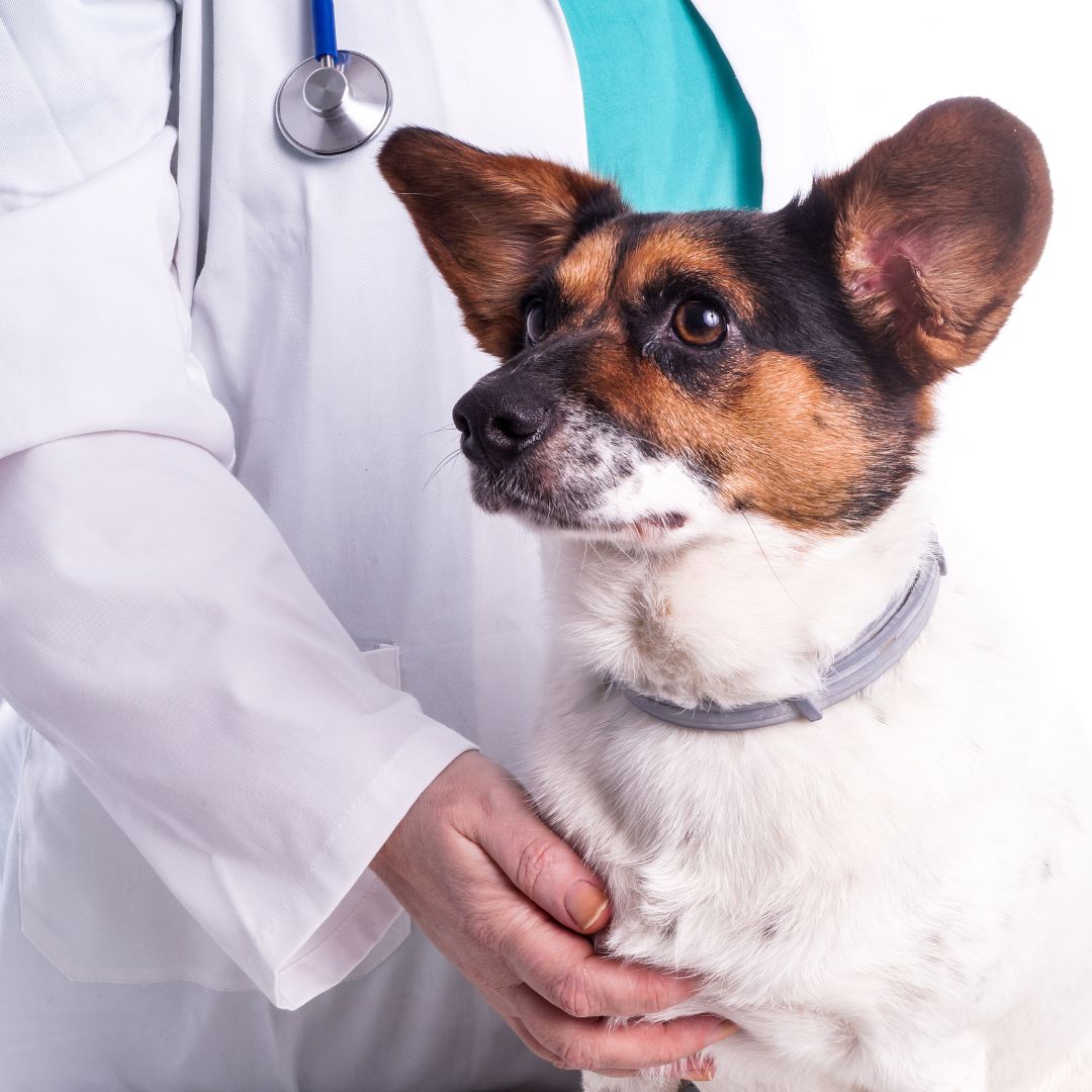 a dog is being examined by a vet