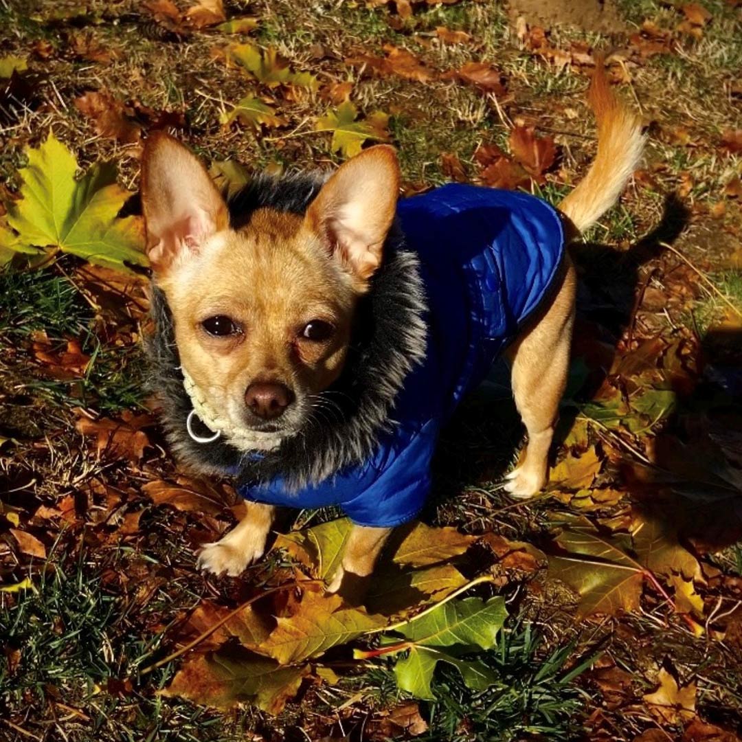 A golden retriever standing in a grassy area with a wooden fence in the background.