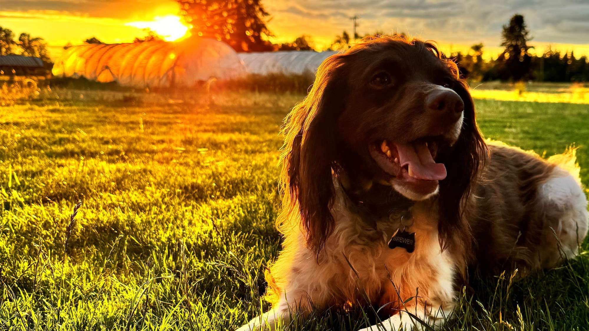 rabbit on the ground