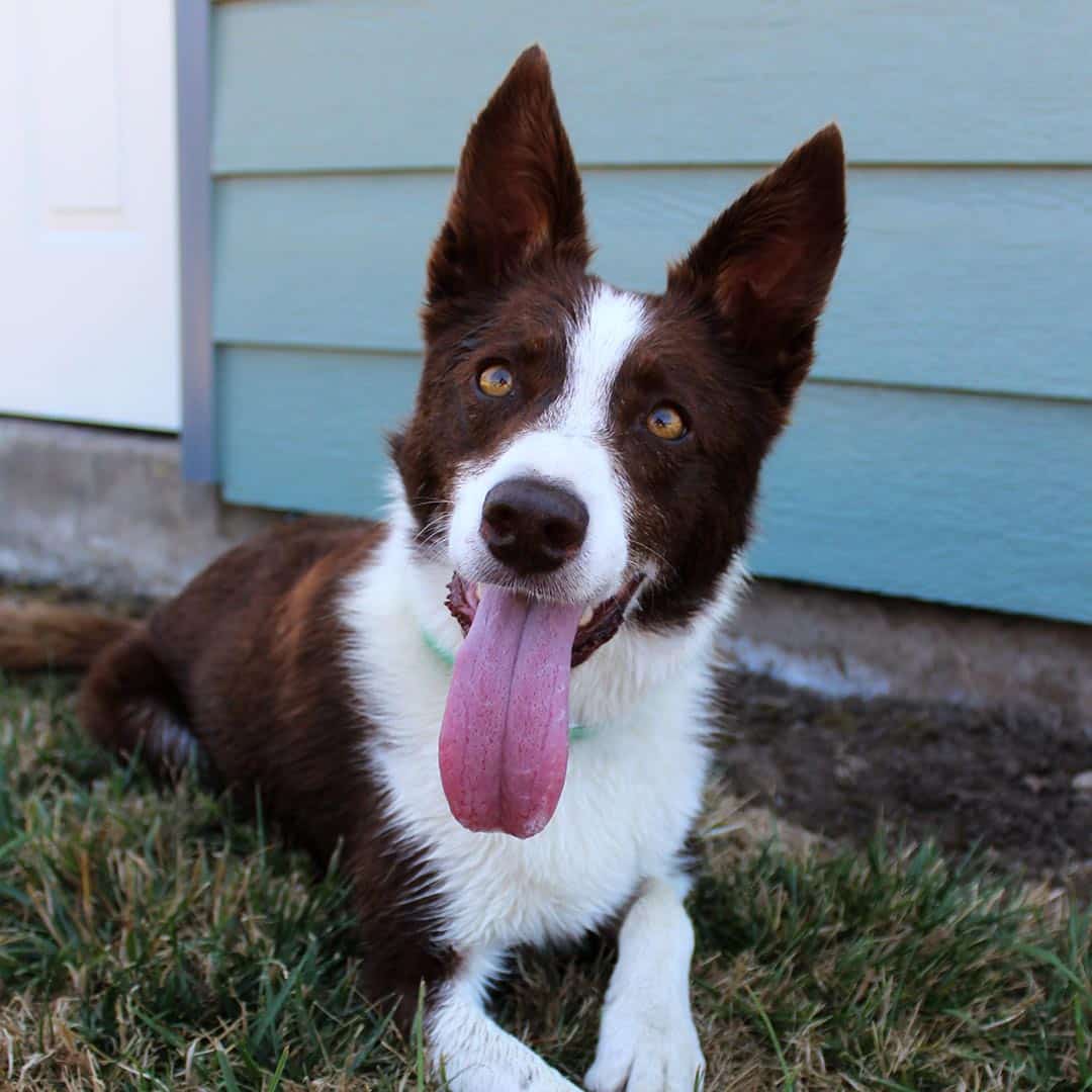 Person cleaning dog’s ear with cotton