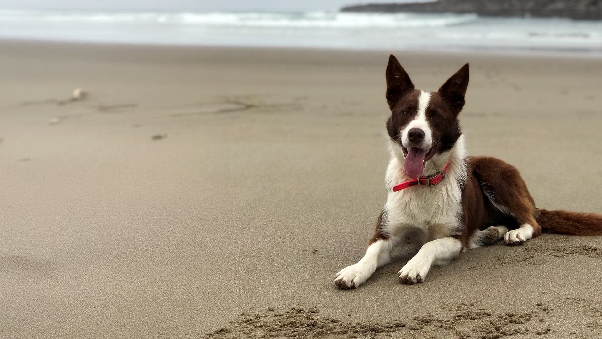 rabbit on the ground