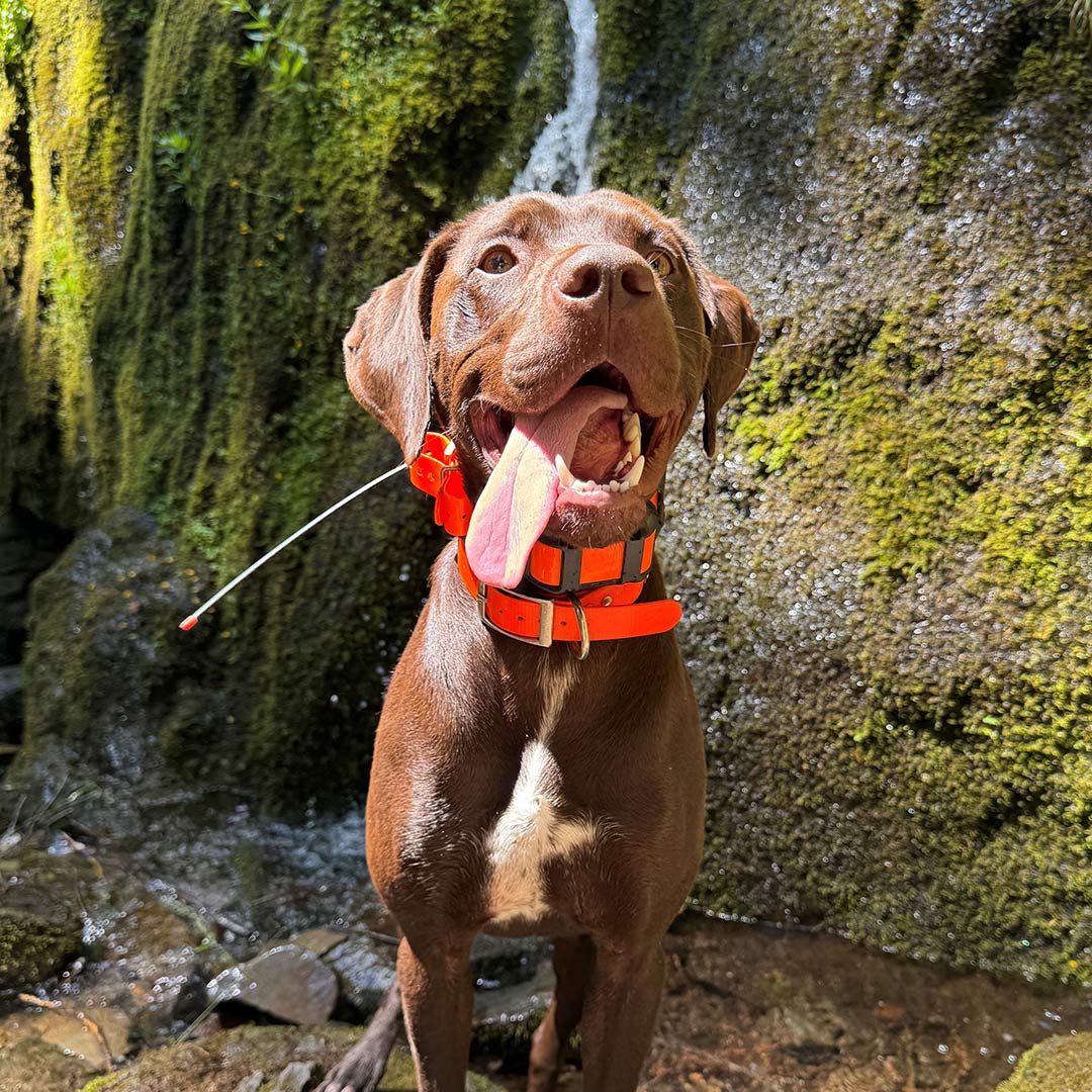 Cat lounging in black hanging bed