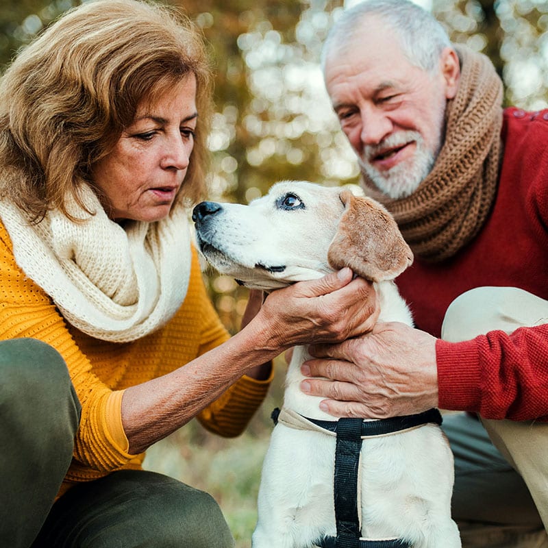 a close up of a dog laying on the floor