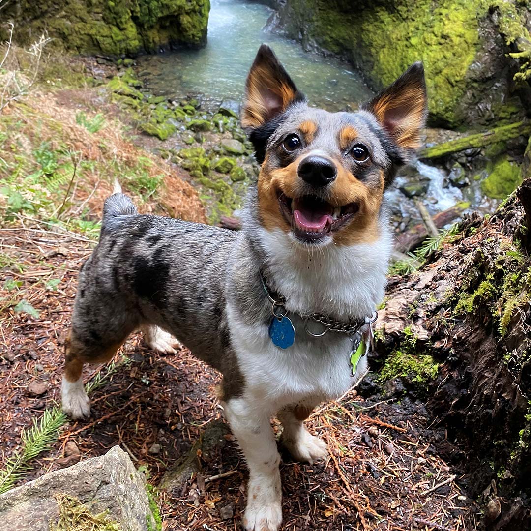 Tan pug sleeping with its head resting on a pink unicorn pillow.
