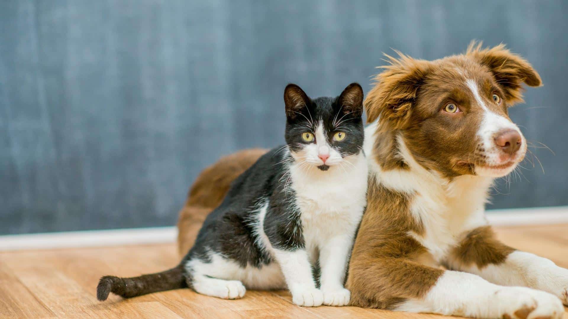 rabbit on the ground