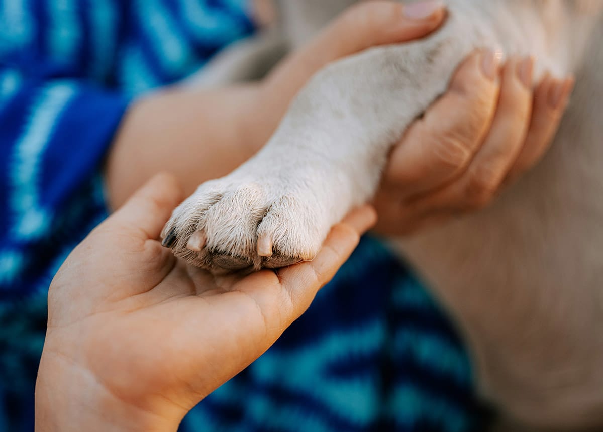 a close up of a dog laying on the floor