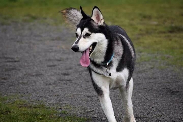 A cat sitting on a lap