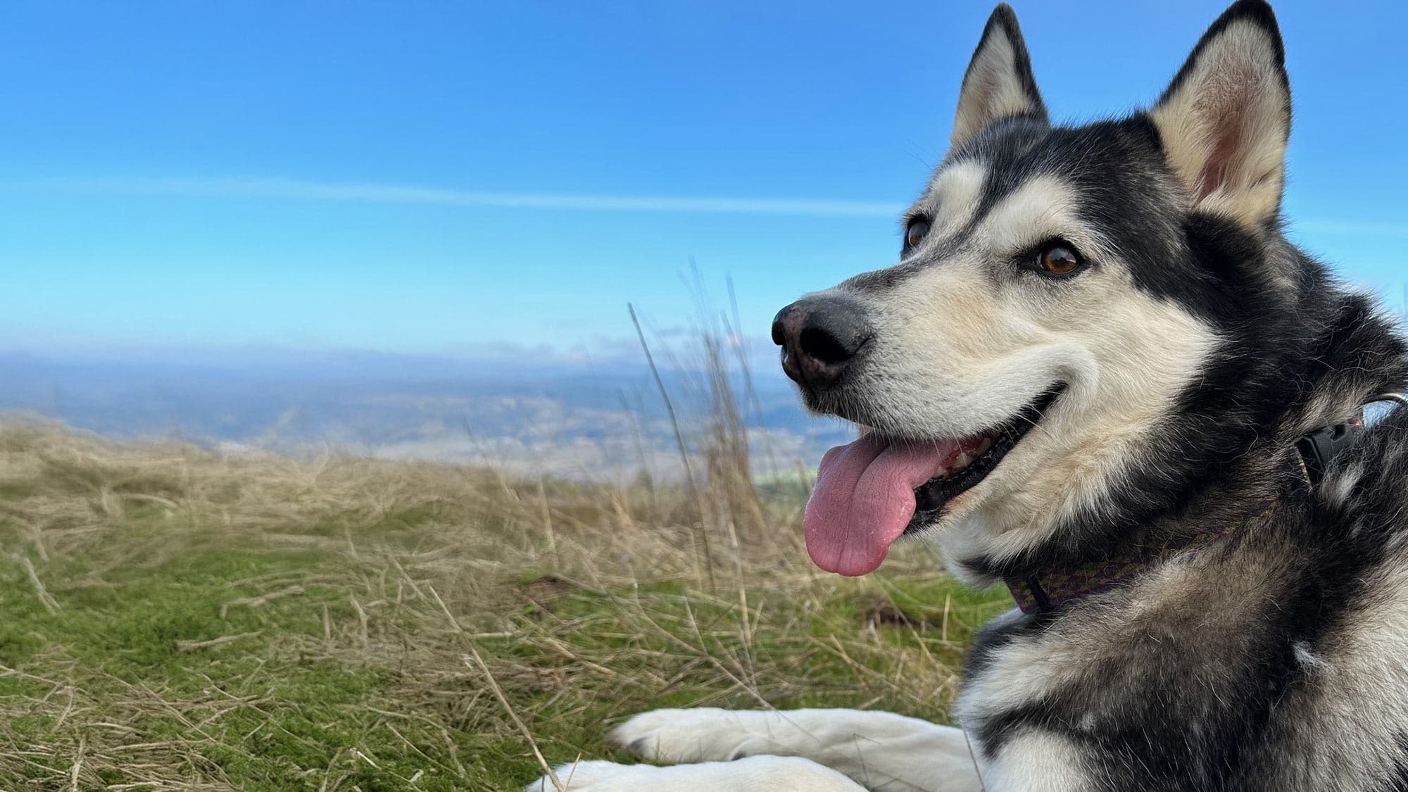 rabbit on the ground