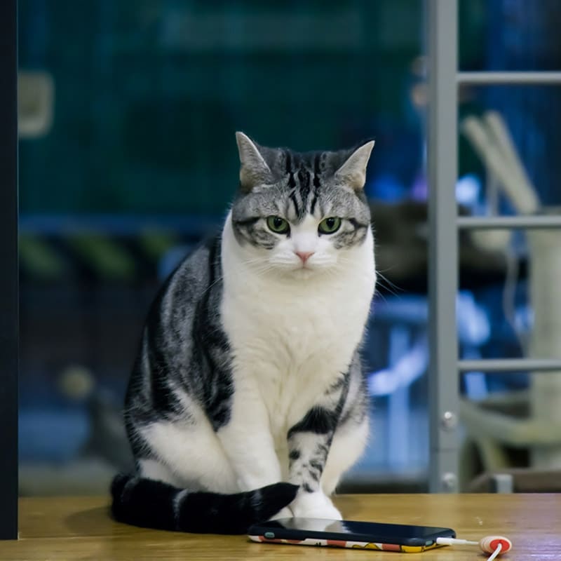 Vet performing microchipping treatment