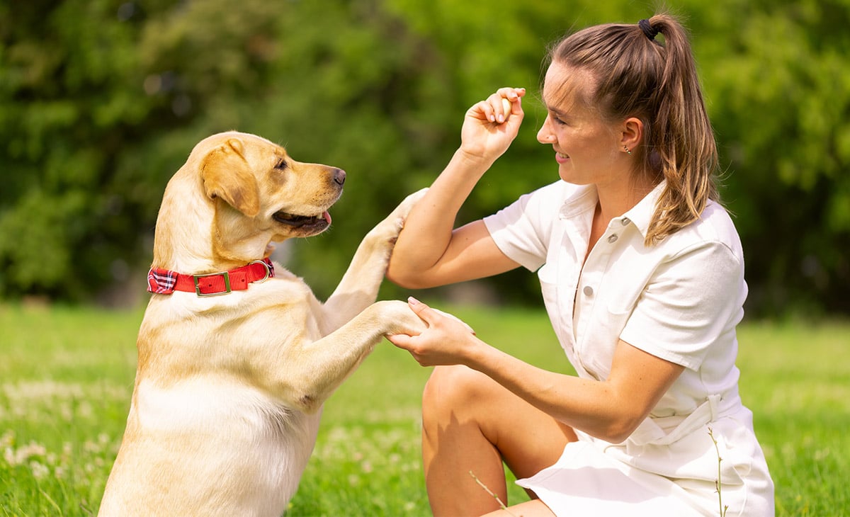 Vet performing microchipping treatment