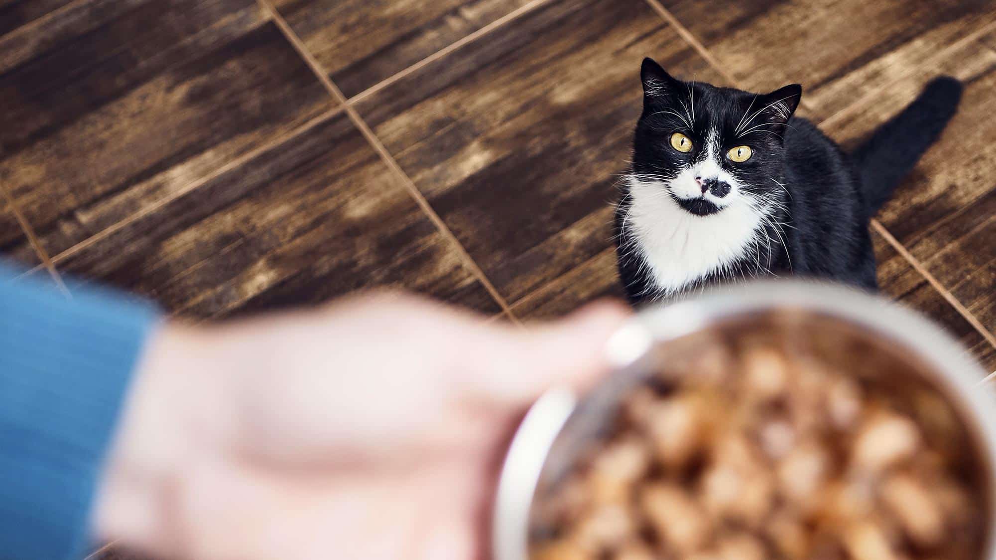 rabbit on the ground