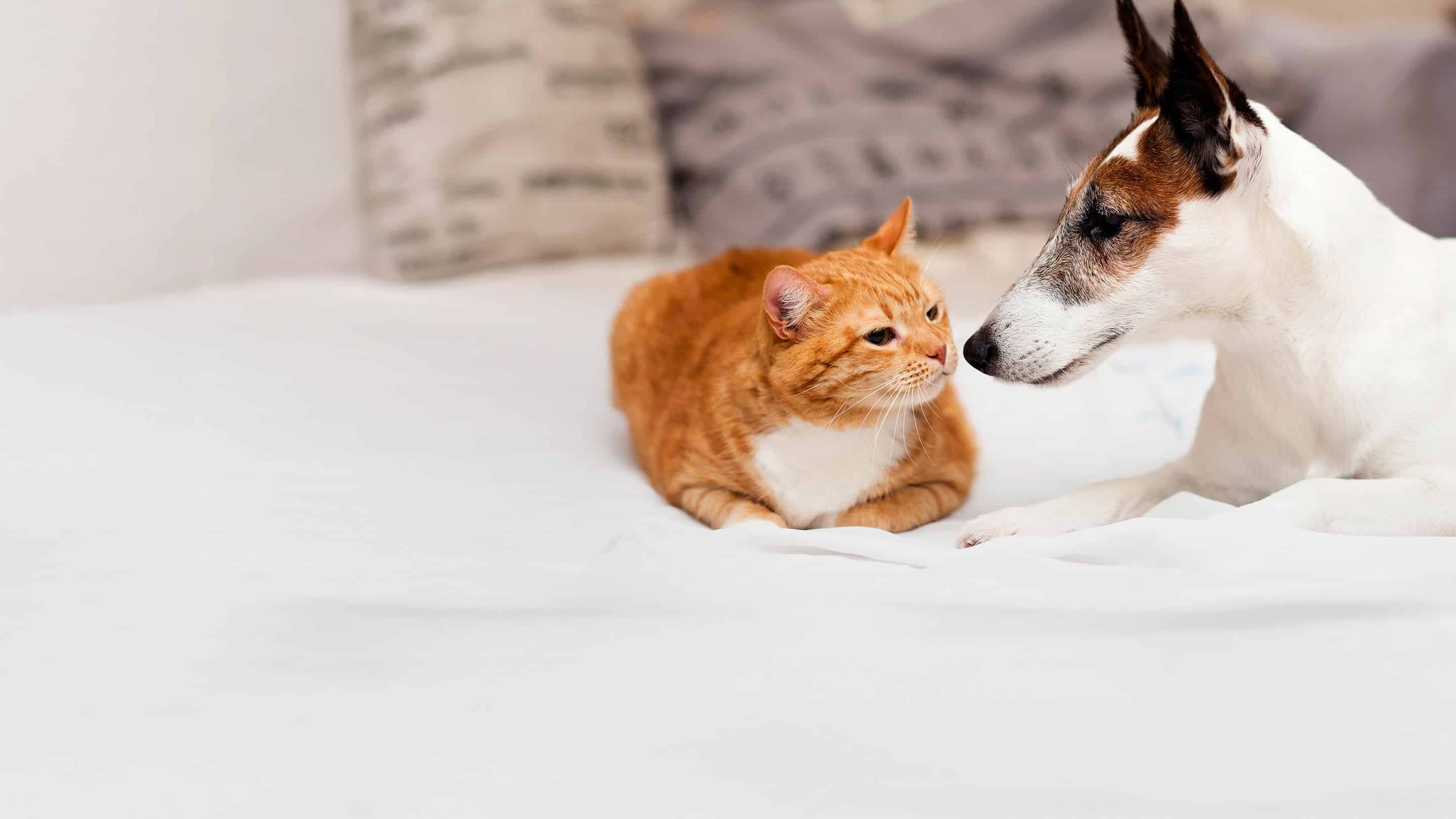 rabbit on the ground