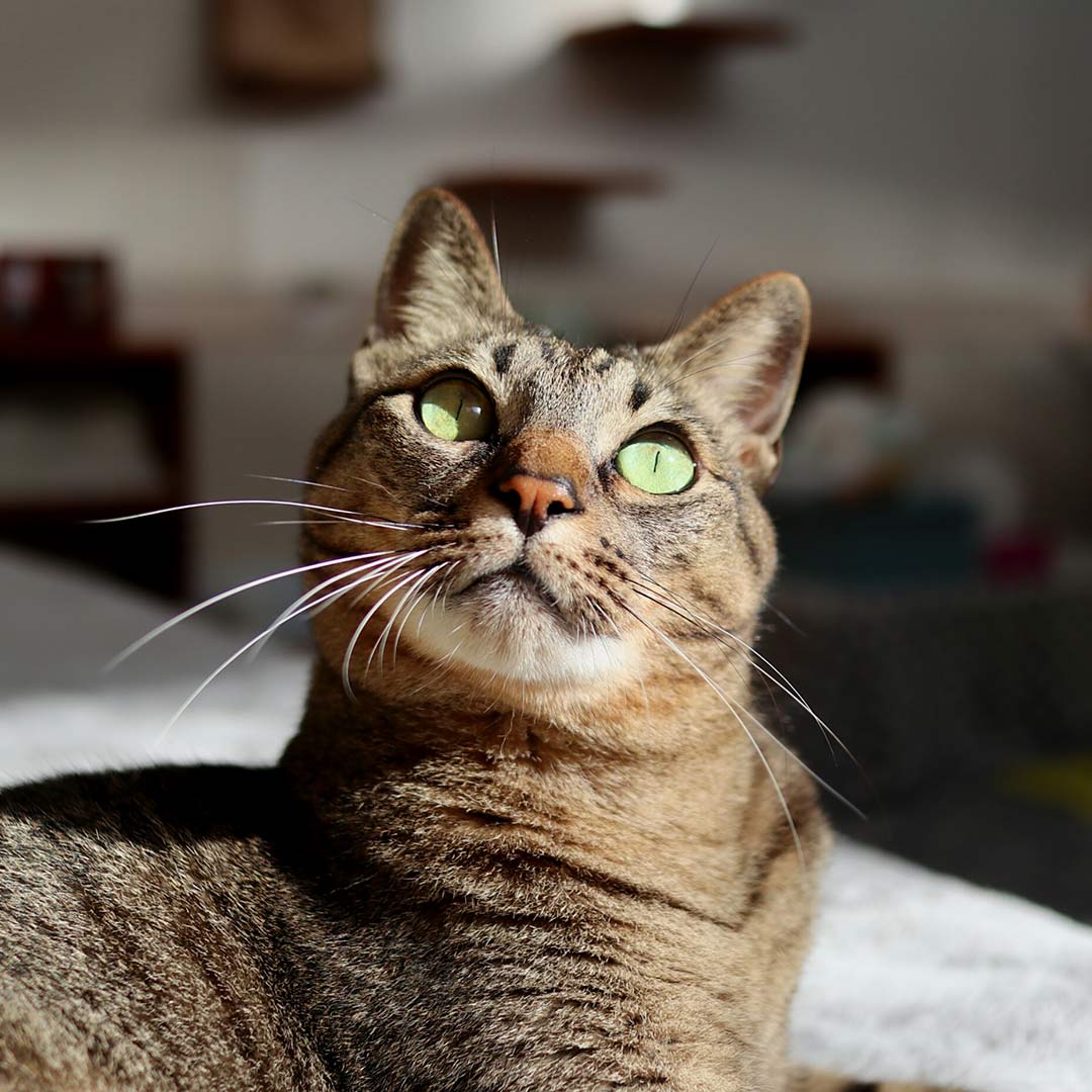 Happy curly-haired dog lying on a gray cushion beside owner on hardwood floor.