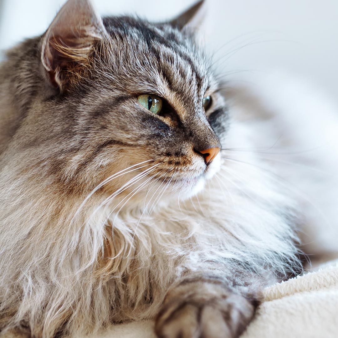 Vet examining dog X-ray