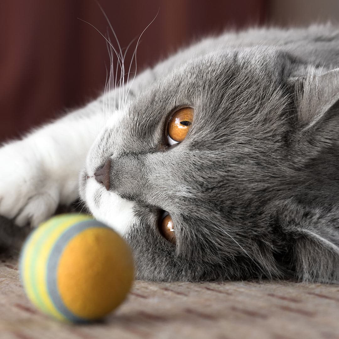 Brindle dog rests head on green couch