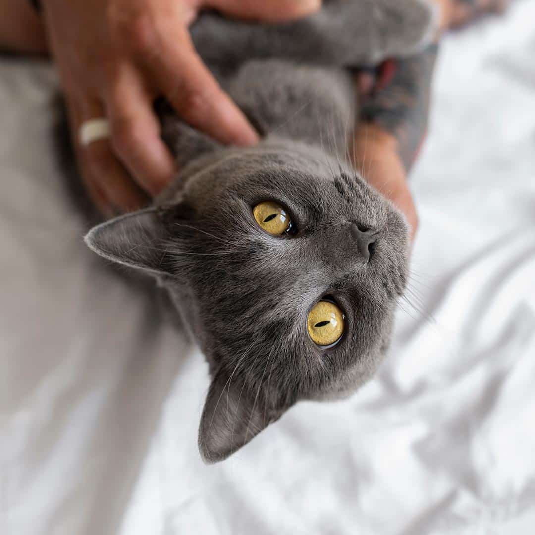 Dog sleeping on person’s lap indoors