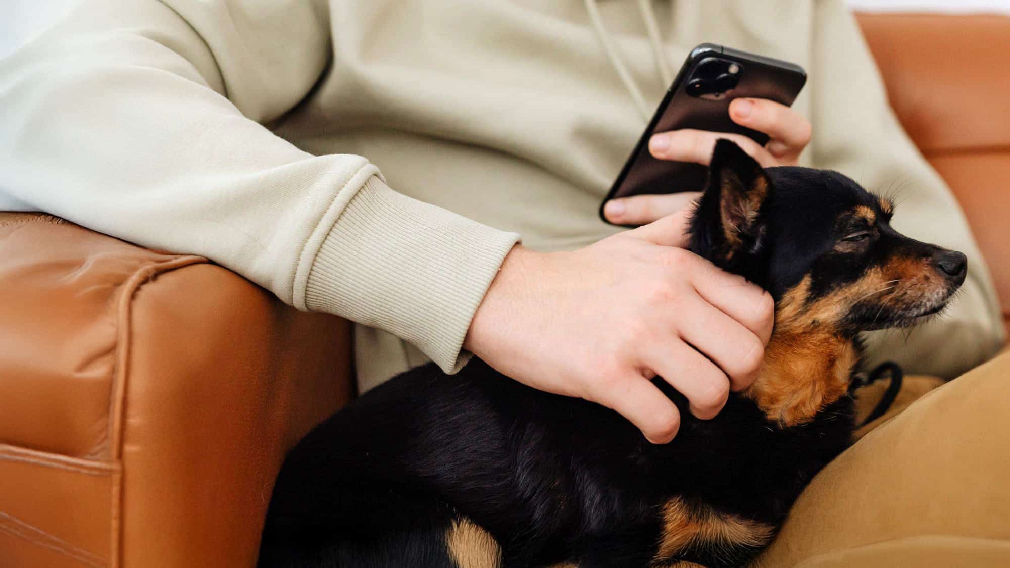 rabbit on the ground