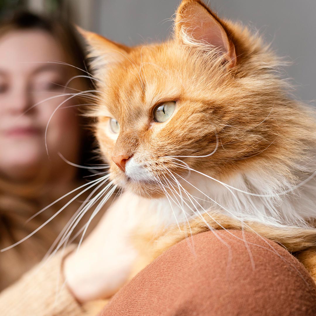 A golden retriever standing in a grassy area with a wooden fence in the background.
