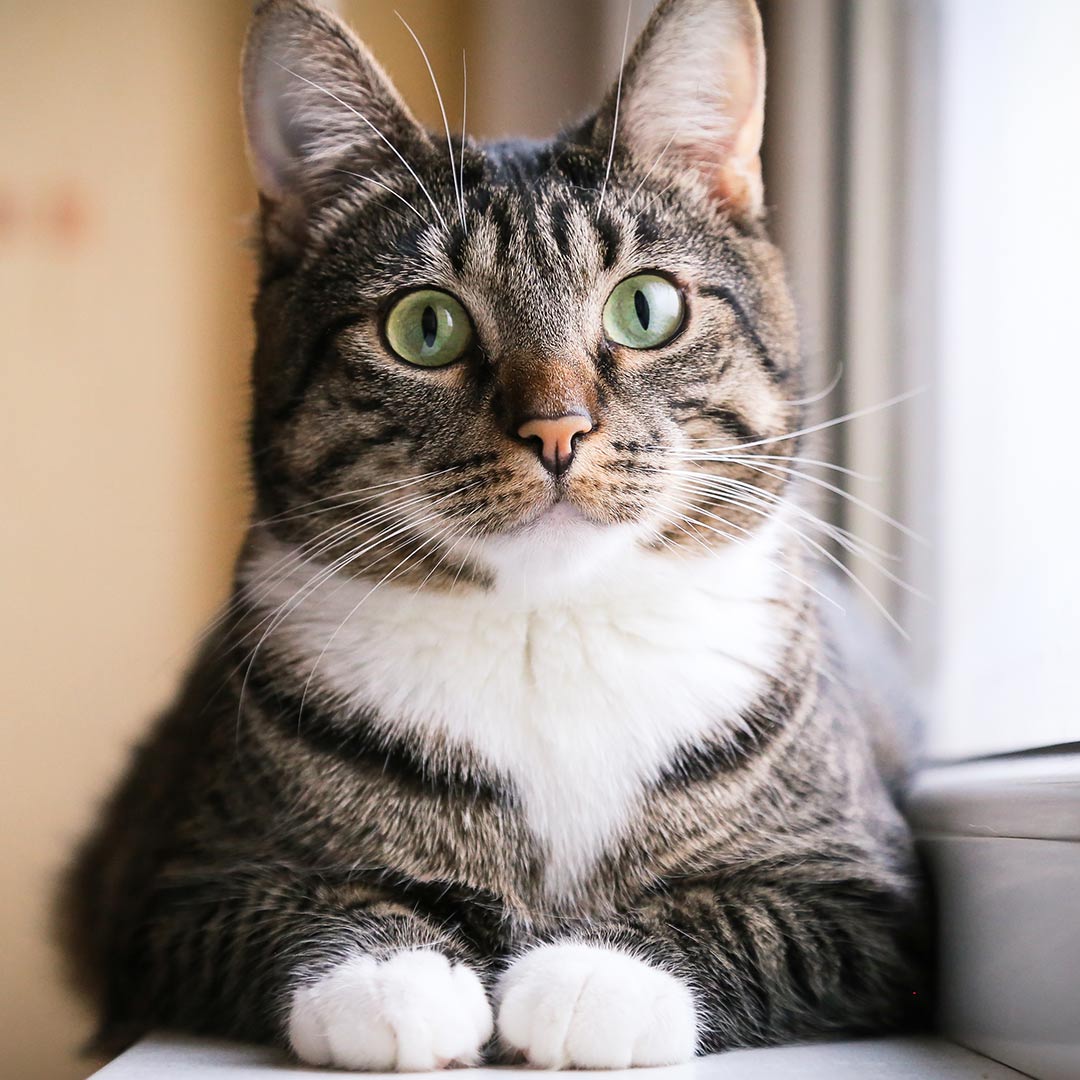 A cat with blue eyes