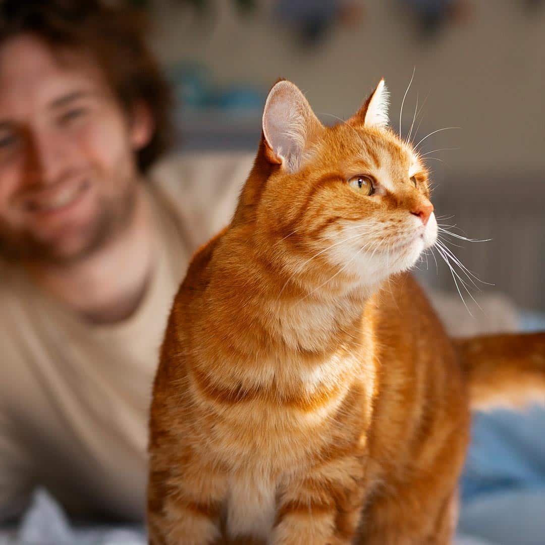 Green-eyed tabby cat with white chest staring softly at the camera.
