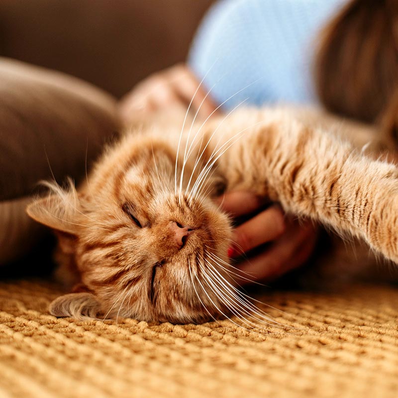Vet holding black and white dog