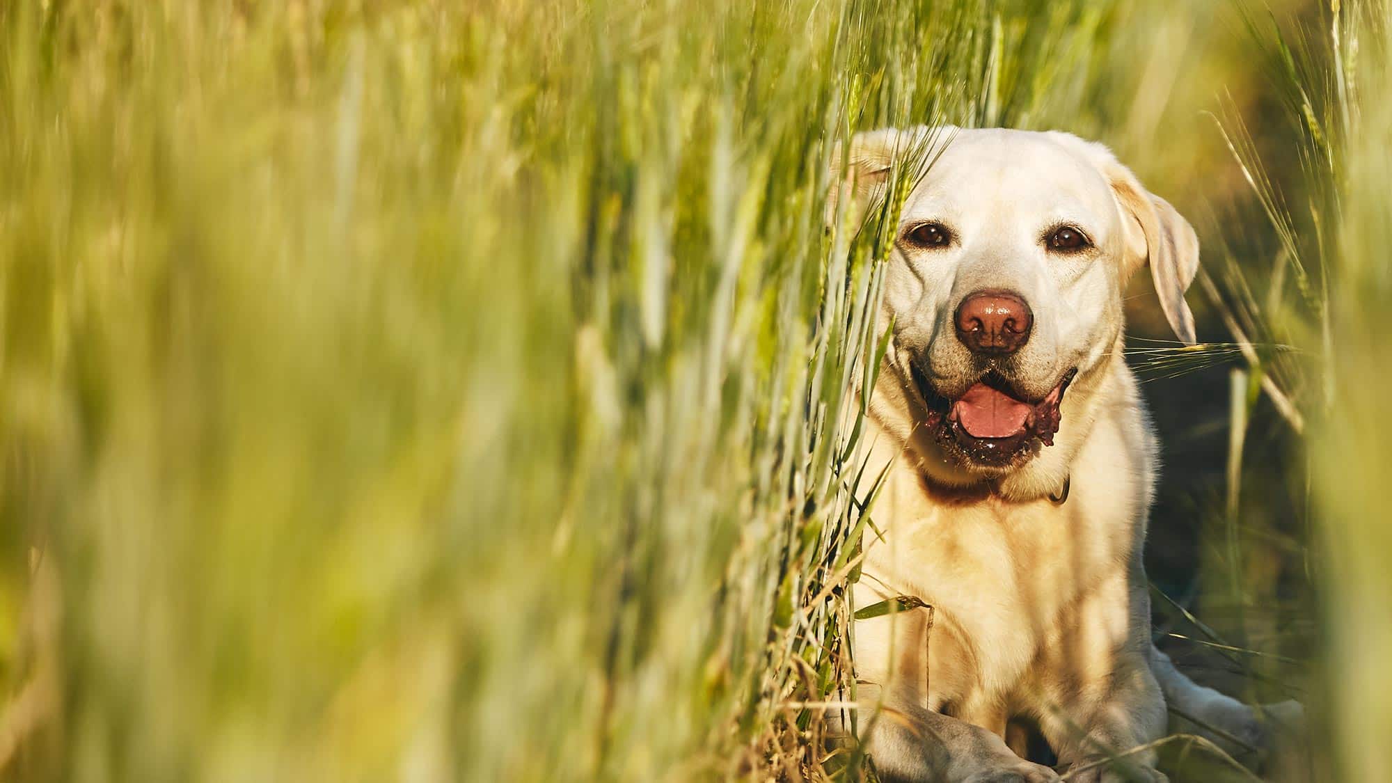 rabbit on the ground