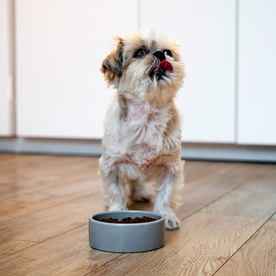 Hand holding sleeping orange kitten
